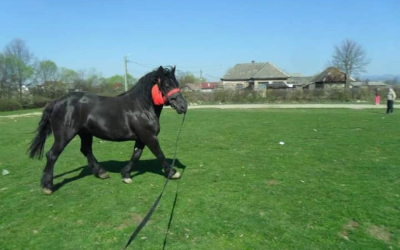 Beszélgetés egy lovasgazdával