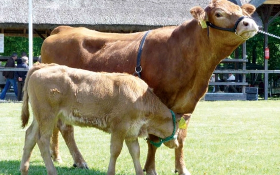 Adalékok a Limousine tenyésztéséhez