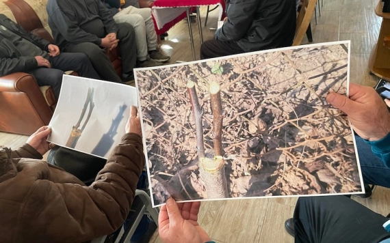 Metszés- és ékoltás-bemutató Sarmaságon