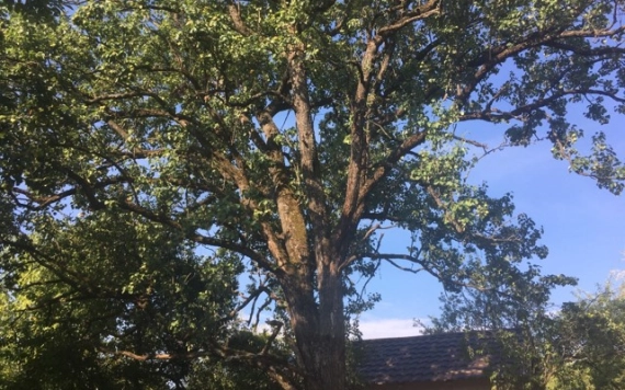 Ne vágj ki minden (idős) fát – vigyázzunk régi gyümölcsfajtáinkra