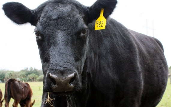 Még többet az Angus tenyésztéséről