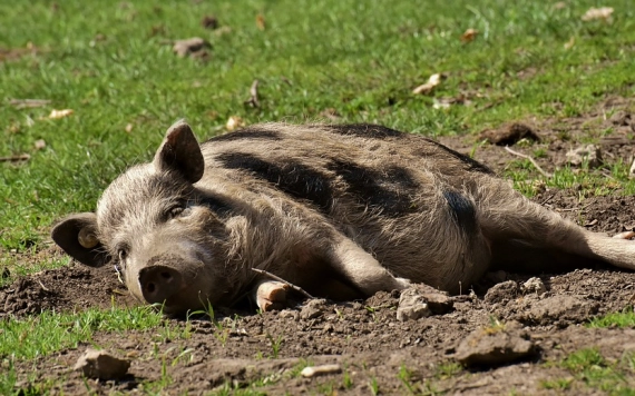 Afrikai sertéspestis: megállíthatatlan a kór terjedése