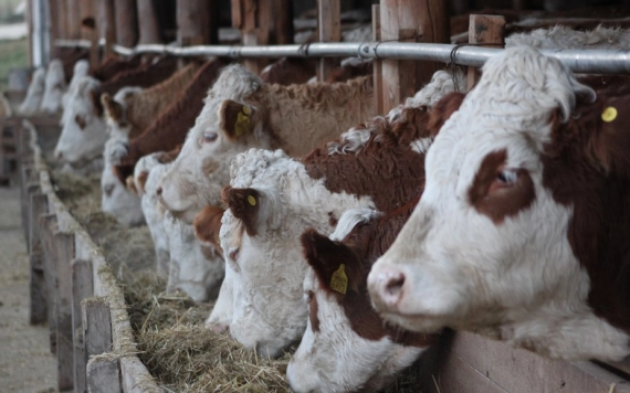 Érkezik az uniós állattenyésztési támogatás
