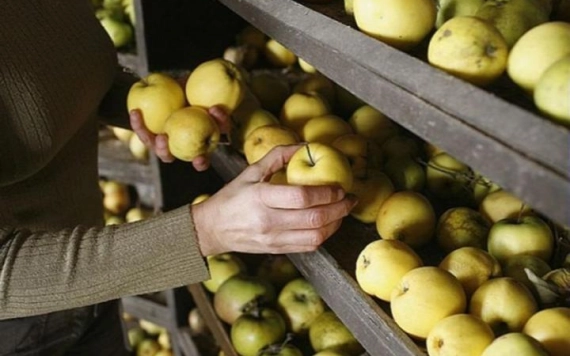 Az almatárolás titkai