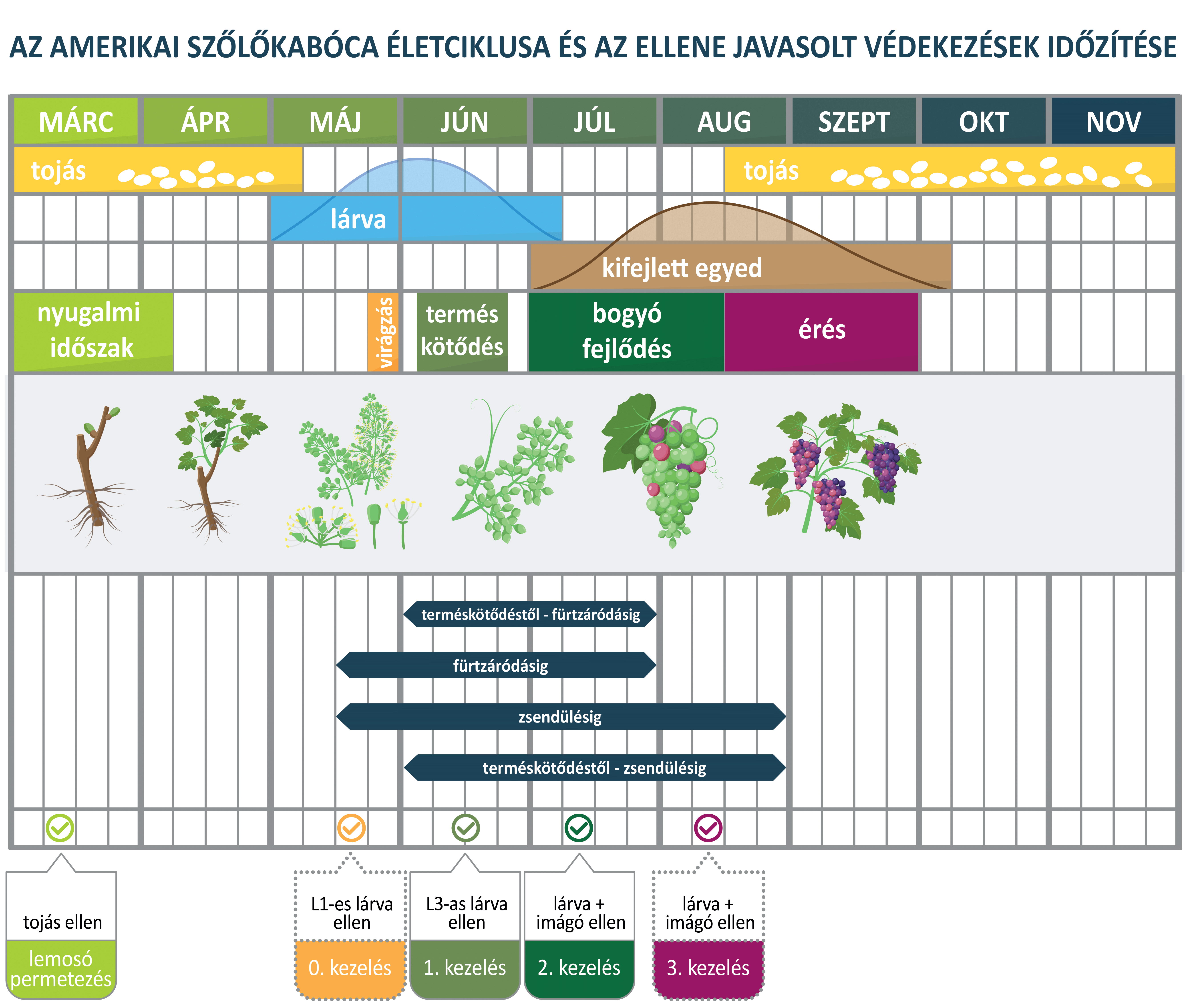 az-amerikai-szolokaboca-eletciklusa-es-az-ellene-javasolt-vedekezesek-idozitese.png
