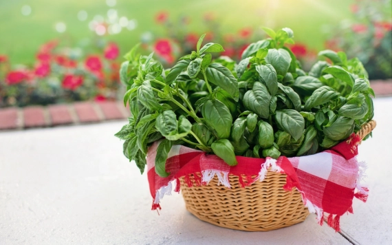 Döntött a kormány: támogatják a fűszernövény-termesztést