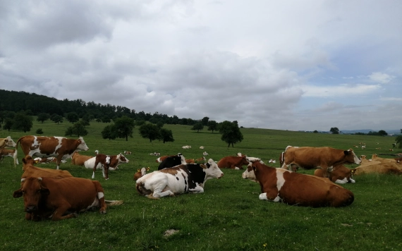 Biotermesztés Szilágy megyében