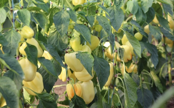 Erdősítés és bionövénykondicionálók