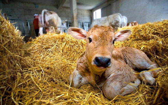 A szarvasmarha szaporítás tervezéséről