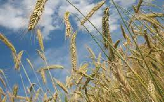 Kukoricával és búzával van bevetve a legtöbb szántóföld