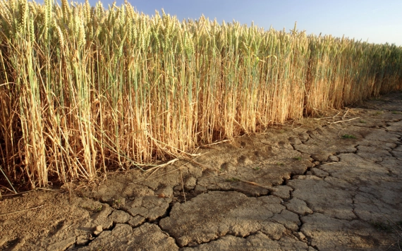 Klímaváltozás: kevesebb kukorica, több búza