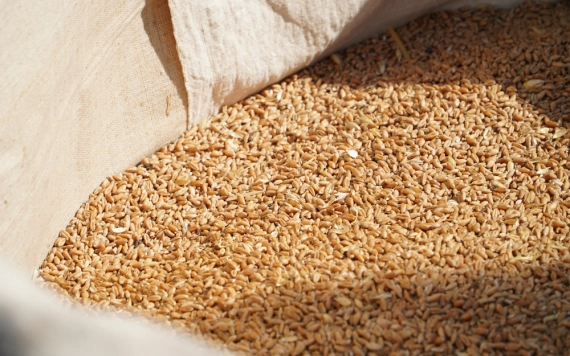 Magyarok Kenyere: Vasárnap Koltón öntjük össze a partiumi búzát