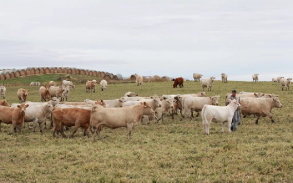 Charolais – az ideális húsmarha?