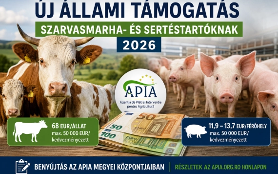 Új állami támogatás szarvasmarha- és sertéstartóknak – megjelentek az APIA útmutatói
