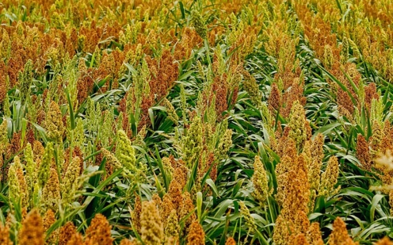 Sokoldalú takarmánynövény: a cirok