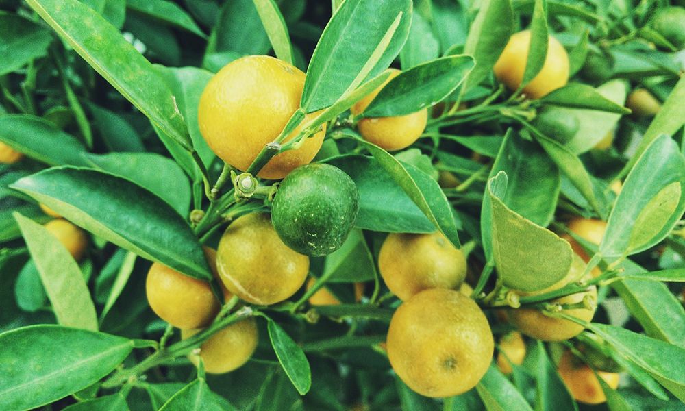 a citrom javítja a látást