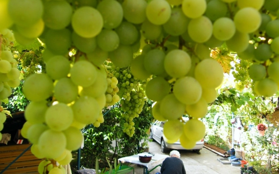 De minimis támogatás csemegeszőlő-termelőknek