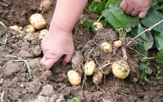 Hírlevél 2021. december 30.