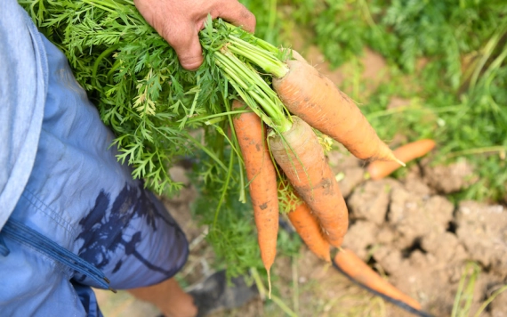 Hírlevél 2021. december 20.