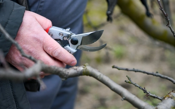 A szilvafa metszése