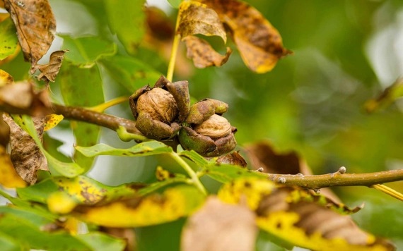 Diótermesztés: hogyan őrizzük a kert kincsét
