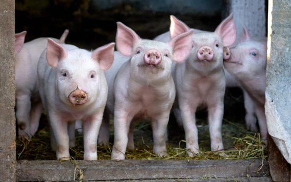 ANSVSA: nincs szó a háztáji sertéstartás betiltásáról