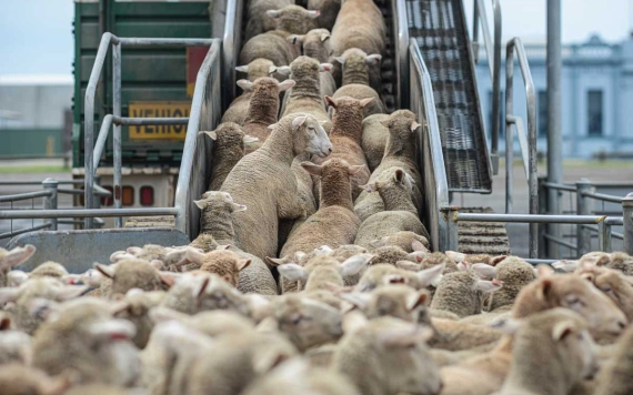 Magyar: érvágás lenne az élőállat-export betiltása