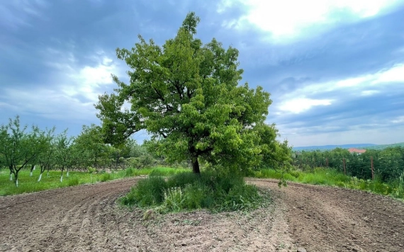 Tündérkertbe gyűjtjük a régi gyümölcsfajtákat