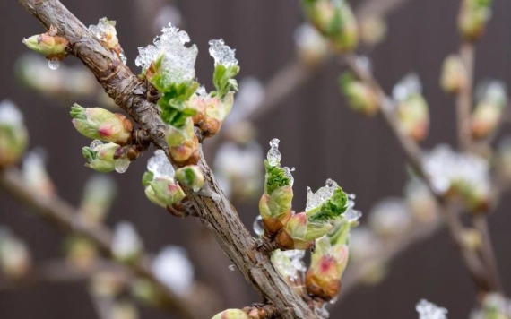 Tavaszi fagykár bejelentése – hova forduljon a gyümölcstermesztő, és mennyi időn belül?