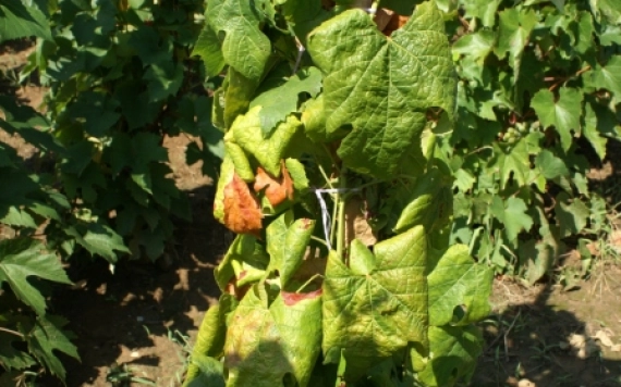 A szőlő aranyszínű sárgasága (Flavescence dorée, 'Candidatus Phytoplasma vitis') – Az egyik legsúlyosabb veszély a szőlőtermesztésben