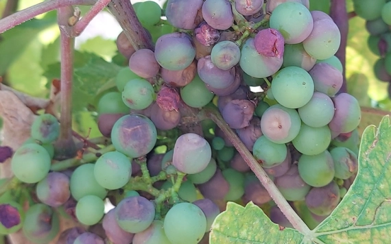 Nehéz helyzetbe került ágazatokon segítene az EU