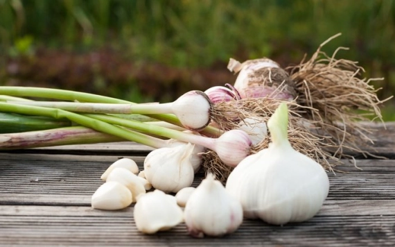 Most van a fokhagymaültetés ideje