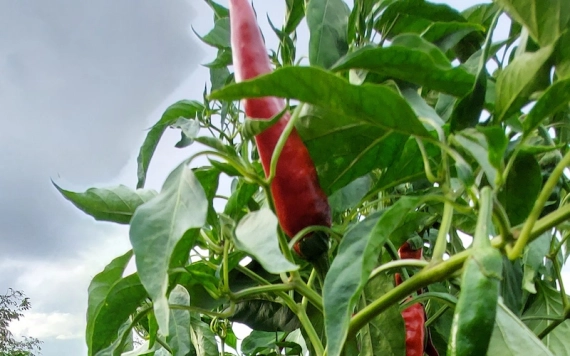 Fűszerpaprika-termesztés Székelyhídon