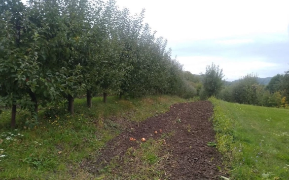 Gyümölcstermesztés Selymesilosván