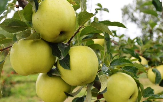 Tanulmányútra hívjuk a gyümölcstermesztőket