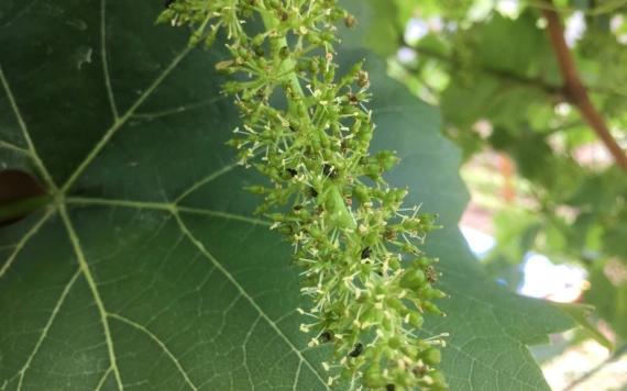 Tömegesen lepi meg a szőlőt a repcefénybogár