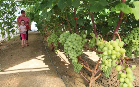 Csemegeszőlőt a fóliasátorból