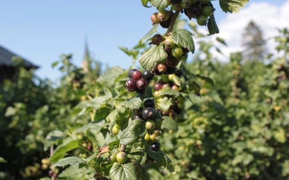 A ribizli dugványozása