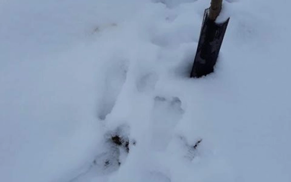 Vadkárok a gyümölcsösökben – sokrétű veszély az ültetvényekre