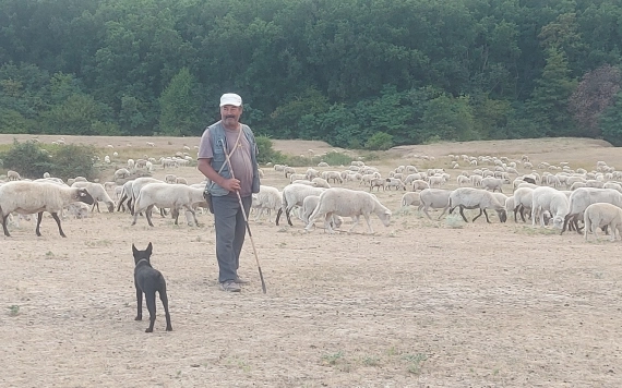 Kiskérődzők pestise – súlyos gazdasági veszély a juh- és kecsketartók számára