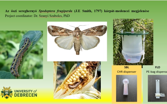 Őszi sereghernyó (Spodoptera frugiperda) a Kárpát-medencében – Új inváziós kártevő a mezőgazdaságban