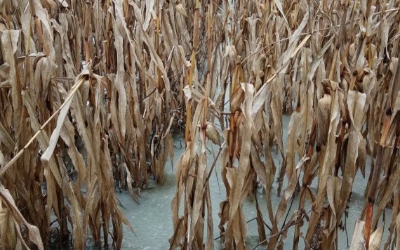 Víz alatt vannak a szántóföldek Lázáriban