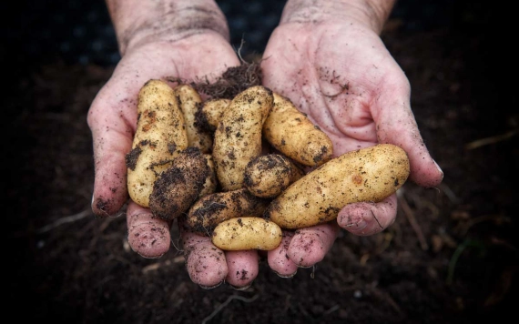 DR-16 – Támogatás zöldség- és/vagy burgonyatermesztéshez