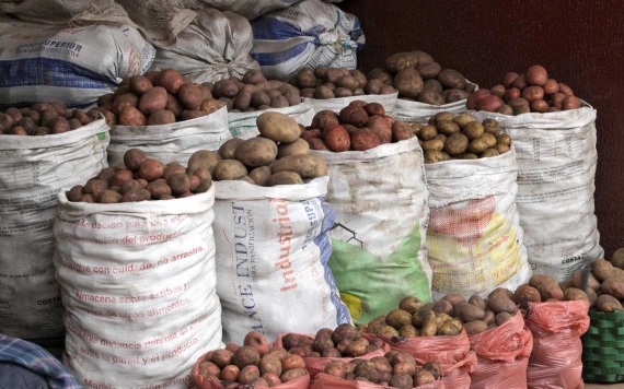 Románia az EU hetedik legnagyobb burgonyatermesztője