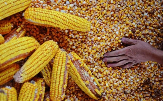 Nem rossz, de a rekordtól messze van a hazai kukoricatermés