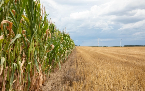 Arányaiban magas, abszolút számokban alacsony a hazai kukoricaexport