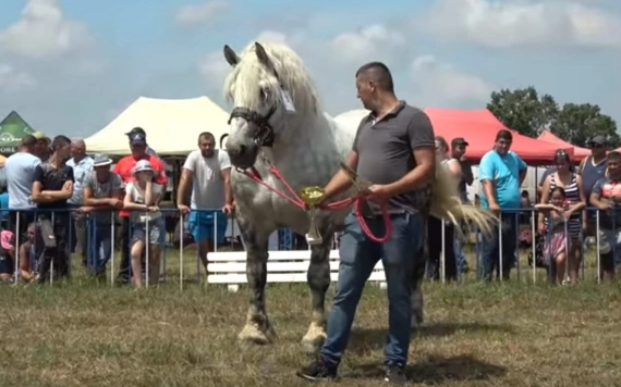 A lótenyésztő, aki állataival kel és fekszik