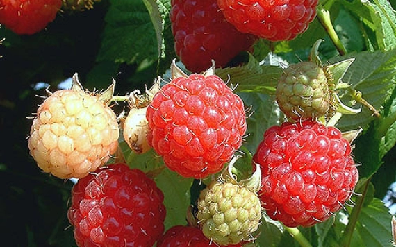 Példaértékű gazdaságok: bogyósgyümölcs termesztők Kálmándon