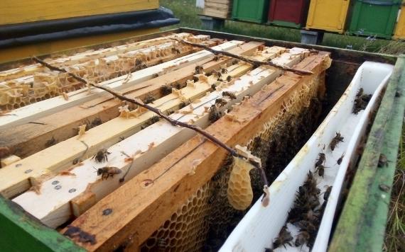 A méhek tavaszi fejlődésének serkentése