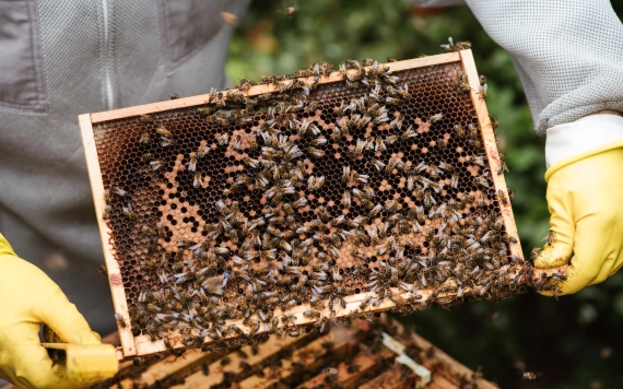 Hamarosan révbe ér a méhészek de minimis támogatása